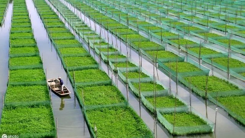 有机种植病虫害防治：绿色防控，守护农田健康