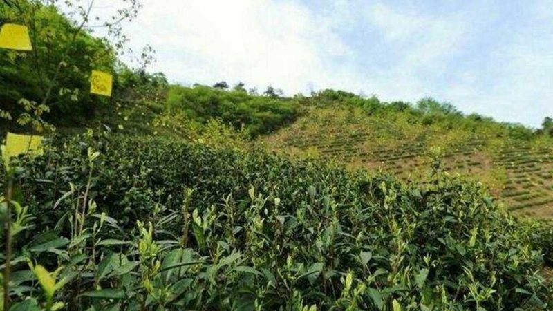 成都休闲农业项目：家庭休闲的好去处吗？**