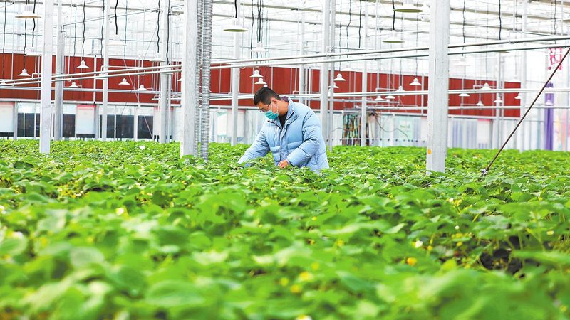 农资、农药、化肥：三者的本质区别与正确使用**