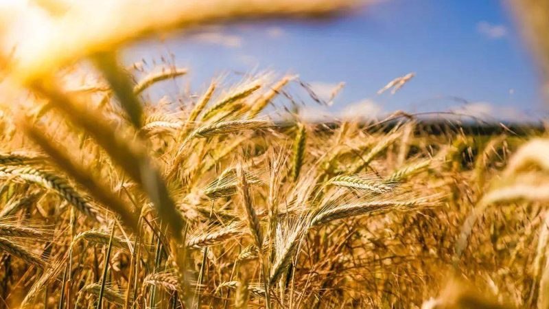 农业种植书籍：如何挑选适合自己的“良师益友”**