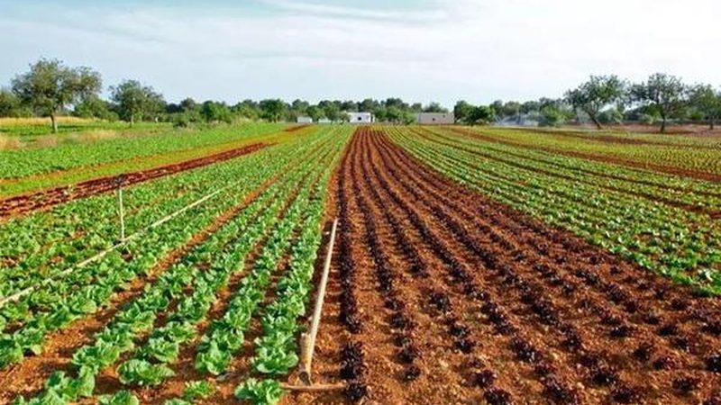 中药材种植技术规范：科学种植，保障药材品质