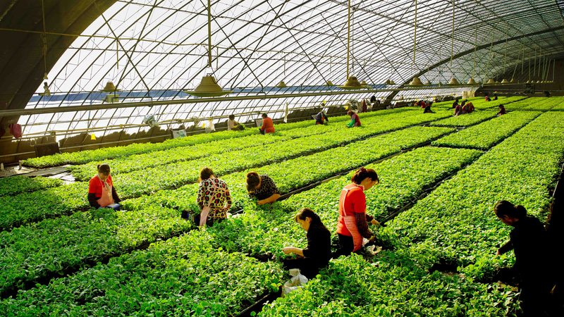 水果种植土壤改良：揭秘土壤改良背后的科学原理