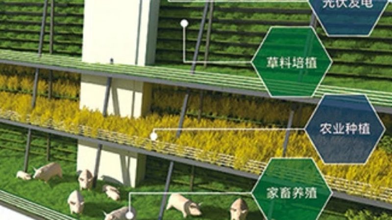 水果盆栽种植入门：新手必知的五大要点**