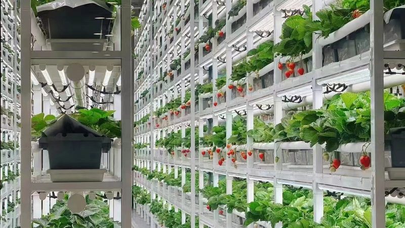农产品配送报价单：揭秘背后的定价逻辑
